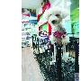 本周五起 家犬都得打“预防针”[泉州]（图） 动物世界