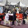 第五届中国犬业展览会(济南展)西伯利亚哈士奇展（图） 动物世界