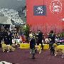 第五届中国犬业展览会（济南展）金毛寻回猎犬展（图） 动物世界