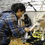 第五届中国犬业展览会（济南展）备赛美容区（图） 动物世界