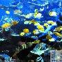 水族馆饲养员水下喂鱼（图） 动物世界