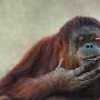 十大动物搞怪事件 猩猩成功“越狱”（图） 动物世界