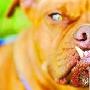 丑犬大赛：这是世上最丑的狗（图） 动物世界