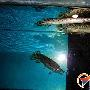 世界十大凶猛淡水鱼长嘴鳄现身市区水族馆（图） 动物世界