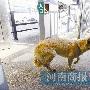 受伤小狗郑州街头走失 等待主人认领（图） 动物世界