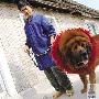 瑞安老板弃商养犬 “红獒王”身价五百万（图） 动物世界