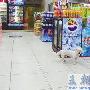 小狗超市徘徊？在等主人回来（图） 动物世界