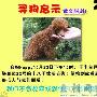 急！！！青塔蔚园走失一只红迷你贵宾犬（图） 动物世界