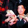 小区里大量麻雀死掉（图） 动物世界