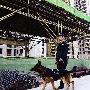 西安一开发商租警犬看守工地（图） 动物世界