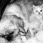 有爱就是家有奶便是妈 狗妈妈给小猫咪当"奶娘"（图） 动物世界