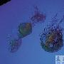 “剧毒水母”亮相海洋馆（图） 动物世界