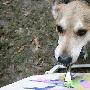 大狗受训成画家 每幅作品价值一千英镑（图） 动物世界
