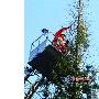 猫上树逮鸟困树顶一昼夜消防队员来解救（图） 动物世界