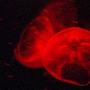 神秘的海月水母（图） 动物世界