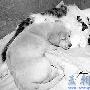 狗崽认猫为母（图） 动物世界