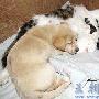 狗崽认猫为母 小猫小狗同吃同睡（图） 动物世界