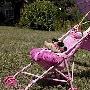 美國哈巴狗會用嬰兒車帶“狗寶寶”散步（圖） 動物世界