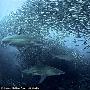 鲨鱼围攻沙丁鱼群的罕见场面（图） 动物世界