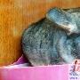 万元一只的“龙猫”（图） 动物世界