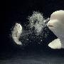 日本水族馆白鲸表演吐泡泡绝活（图） 动物世界