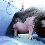 体重300斤宠物猪定时大小便酷爱洗澡（图） 动物世界