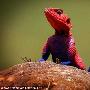 非洲飞龙蜥蜴蓝红相间似蜘蛛侠 被当宠物（图） 动物世界