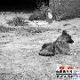 临汾最牛牧羊犬：车间冒火苗赶快“喊”工友（图） 动物世界