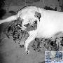 八哥犬生了10个宝宝 可惜夭折两只（图） 动物世界