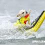 美国加州：狗狗冲浪也疯狂（图） 动物世界