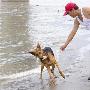 爱犬乐当“江面清洁工”（图） 动物世界