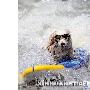 小狗变身夏日帅气运动健将 带墨镜冲浪（图） 动物世界