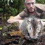 太平洋岛国发现巨型老鼠（图） 动物世界