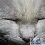 27岁贪睡懒猫 成为俄罗斯最长寿的猫（图） 动物世界