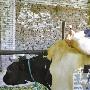 一日惊见两“怪物”：鼠头猫尾 奶牛按摩（图） 动物世界
