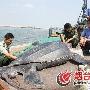 莱州渔民误捕巨型海龟 体长2.1米重千斤（图） 动物世界