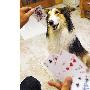 神犬妞妞又长本事了（图） 动物世界