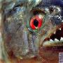 10大外表恐怖的“恶魔鱼”（图） 动物世界