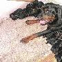 河南防暴犬一窝产下17只狗崽（图） 动物世界