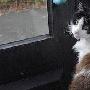 英国小猫4年来每天兜风 独自定时乘公车（图） 动物世界