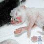 一只小猫俩脑袋 两张嘴巴三只眼（图） 动物世界