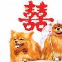 市民为宠物狗举办婚礼 两狗吵架新娘逃婚（图） 动物世界