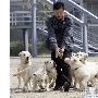 韩国部署克隆缉毒犬（图） 动物世界