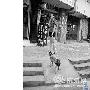 天气太热狗主人花费百元为爱犬剃毛（图） 动物世界