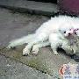 温情猫奶妈喂小狗（图） 动物世界