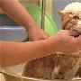猫咪钟爱泡泡浴（图） 动物世界