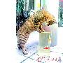 猫饿了（图） 动物世界