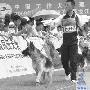 400余赛犬冰城“评优”（图） 动物世界