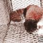 这病殃殃的小家伙 原来是小熊猫（图） 动物世界