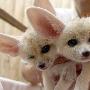 3只初生小耳廓狐亮相日本（图） 动物世界